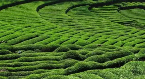 纺织企业工厂未来填报Higg FEM高阶评估范围标准